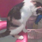 변기에 <b>볼일</b>보는 고양이 기특해~