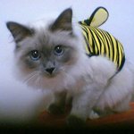 <b>야옹</b>