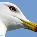 홍도, 괭이 갈매기들의 사랑을 찍었습니다