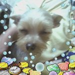 내사랑하는 <b>루비</b>!!!