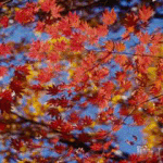 the <b>great</b> scenery