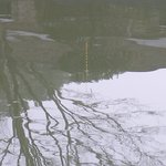 낚시 <b>찌</b>올린후 물린 <b>두</b>마리의 붕어..