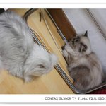 <b>모모</b> 인사드립니다~~