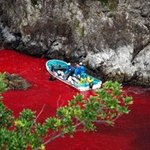 돌고래 피바다 사진 일본놈들 잔인하기는!