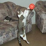 <b>슛폼</b>이 장난이아닌걸~