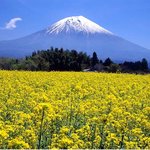 제주도의 유채꽃<b>속</b>에 <b>폭</b> 파져 잠들고 싶네요