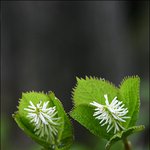 홀<b>아비</b>꽃대