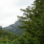 천연기념물 153호 - 백양사 비자나무 <b>분포</b> 북한지대