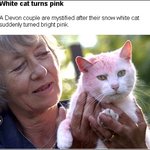 흰 고양이가 갑자기 분홍빛으로 변한다면?