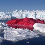 빨간 <b>빙산</b>-_-???