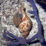 bahamas diving <b>pics</b> 40