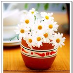 <b>화분</b>속의 작은 꽃9