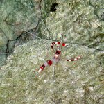 아름다운 바다 <b>생물</b> 08