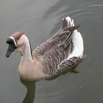 <b>거위</b>