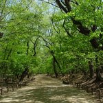 <b>천연</b>기념물 154호 - 함양 상림