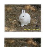 해운대 토깽이