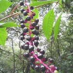 <b>천연</b> 산열매1