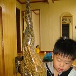 <b>황소</b> 개구리
