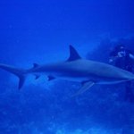 bahamas diving <b>pics</b> 41