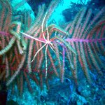 아름다운 바다 <b>생물</b> 09