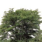 <b>천연</b>기념물 156호 - 신예리 왕벚나무 자생지