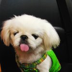 <b>핑키</b>~혀내민 모습 귀엽죠?