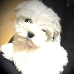 과연 인형인가?..<b>강</b><b>쥐</b>인가? (마르티스 3개월 간난쟁이)