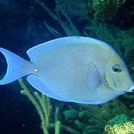 bahamas diving <b>pics</b> 42