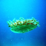 아름다운 바다 <b>생물</b> 10