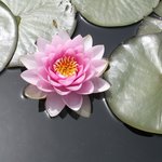 <b>수련</b>