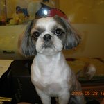 저희 강지 입니다 5살이구요 <b>시츄</b>