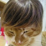 <b>미소년</b> 고양이
