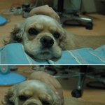 얼굴이 <b>넙데데</b>한 윌