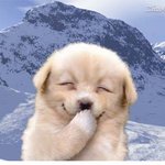 귀여운 고얌이 ~ 강아지 ~
