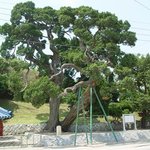 <b>천연</b>기념물 158호 - 일진 죽변리 향나무