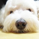 우리집 먹보에겁쟁이<b>순딩</b> 뽀뽀! 캬캬~