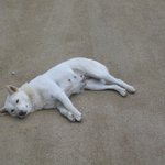 최고의 <b>팔자</b> 우리집 진도 명견 "몽돌이"