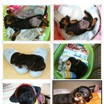 자는모습도 쌈뽕나는 우리까미♡