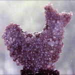 신기한 돌_베이징<b>전시</b>