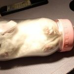 <b>젖병</b> 속 고양이 너무한거아냐?!!