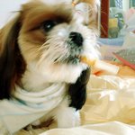 개껌 한대 먹고 있는 <b>복실</b>...