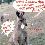 가난한 캥거루 <b>장사</b>에 나서다