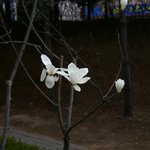 <b>목련</b>