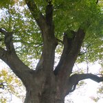 전남 <b>담양</b>의 천년을 향한 보호수(2)