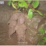<b>소년</b>과<b>소녀</b>나무뿌리
