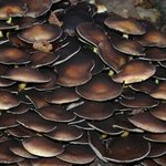 이 <b>버섯</b>마을에 스머프가 살고 있을까? (11)