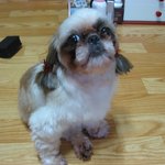 겸둥이 울 <b>미미</b> 패션쇼^-^