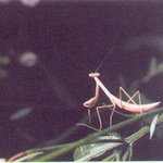 사마귀 - 사마귀권법이란 것도 있져?