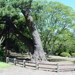 <b>천연</b>기념물 160호 - 제주 산천단 곰솔(흑송)