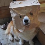 복면 <b>강도</b>